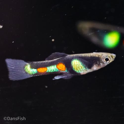 El Tigre Endler's Livebearer