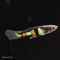 El Tigre Endler's Livebearer