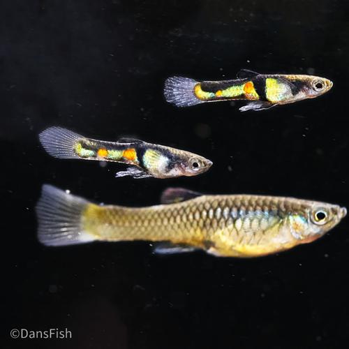 El Tigre Endler's Livebearer