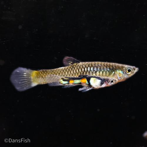 El Tigre Endler's Livebearer
