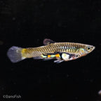 El Tigre Endler's Livebearer