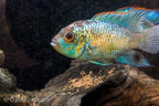 Electric Blue Acara