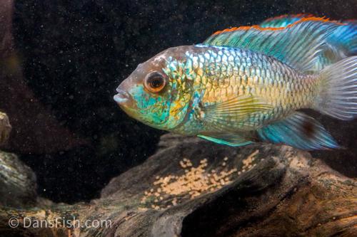 Electric Blue Acara