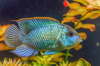 Electric Blue Acara