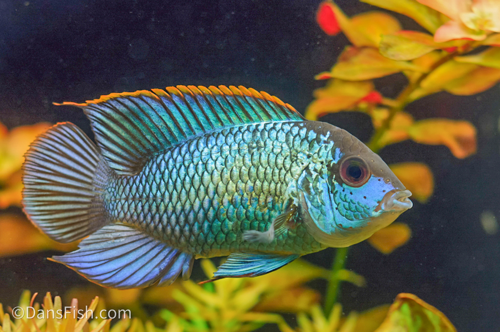 Electric Blue Acara