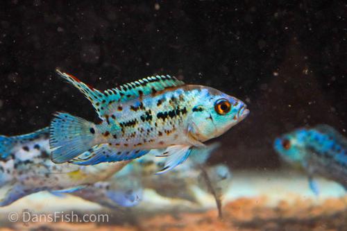 Electric Blue Jack Dempsey