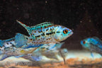 A Grade Electric Blue Jack Dempsey