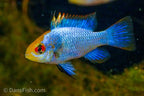 Electric Blue Ram