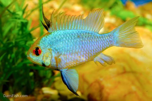 Electric Blue Ram