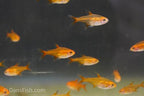 Ember Tetra