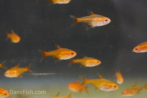 Ember Tetra