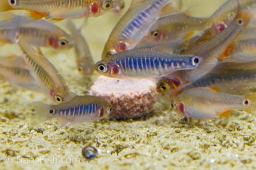 Dwarf Emerald Rasbora