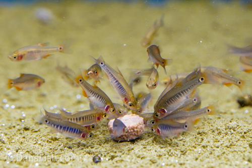 Dwarf Emerald Rasbora