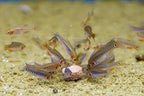 Dwarf Emerald Rasbora