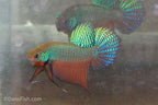 Emerald Betta