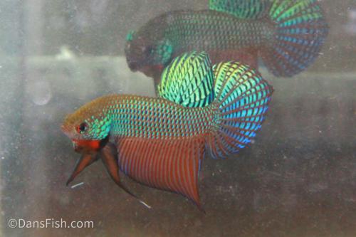 Emerald Betta