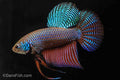 Emerald Betta