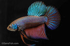Emerald Betta