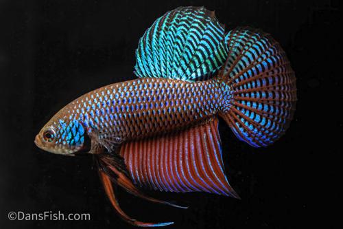 Emerald Betta