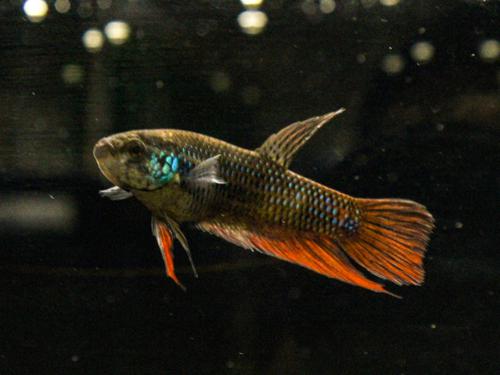 Emerald Betta