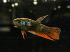 Emerald Betta