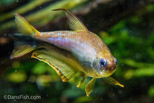 Emperor Tetra