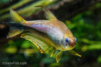 Emperor Tetra