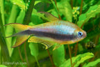 Emperor Tetra