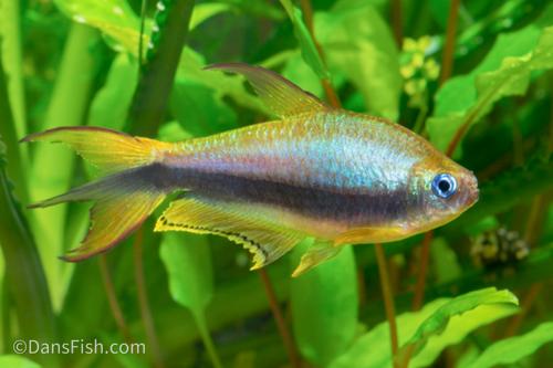 Emperor Tetra