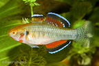 Empire Gudgeon