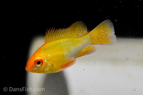 Gold Ram
