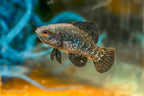 Everglades Pygmy Sunfish
