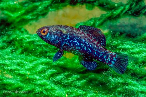 Everglades Pygmy Sunfish