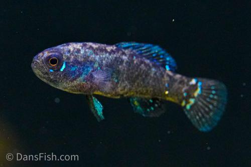 Everglades Pygmy Sunfish