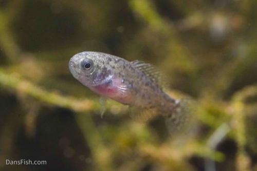 Everglades Pygmy Sunfish