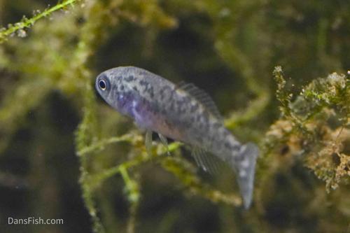 Everglades Pygmy Sunfish