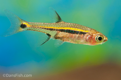 Exclamation Point Rasbora