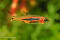 Exclamation Point Rasbora