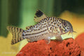 False Julii Cory