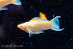 Fancy Albino Golden Sailfin Molly