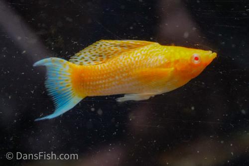 Fancy Albino Golden Sailfin Molly