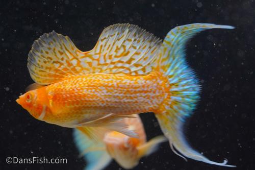 Fancy Albino Golden Sailfin Molly