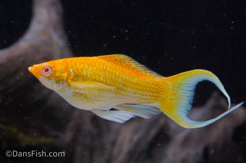 Fancy Albino Golden Sailfin Molly