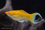 Fancy Albino Golden Sailfin Molly
