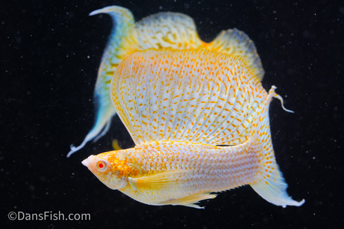 Fancy Albino Golden Sailfin Molly