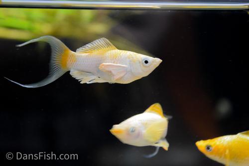 Super Gold Lyretail Molly