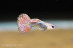 Fancy Red Dragon Guppy
