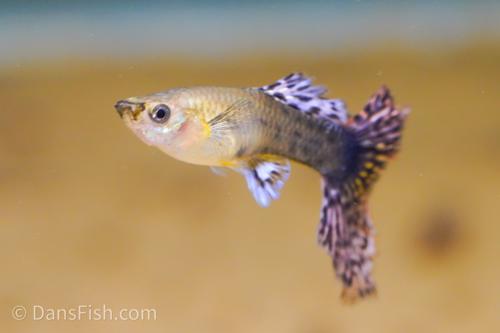 Fancy Red Dragon Guppy