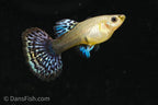 Fancy Red Dragon Guppy