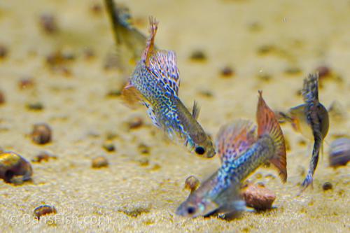 Fancy Red Dragon Guppy
